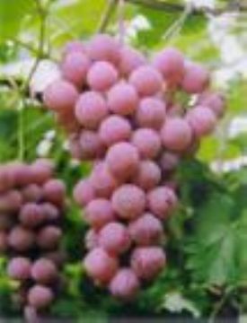 Grape  Seed  P.E.